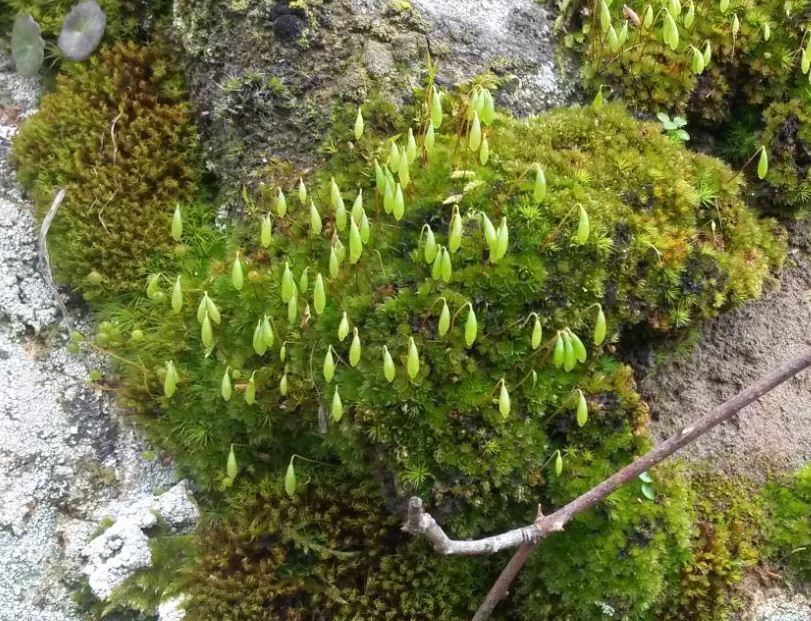 Bryum sp.